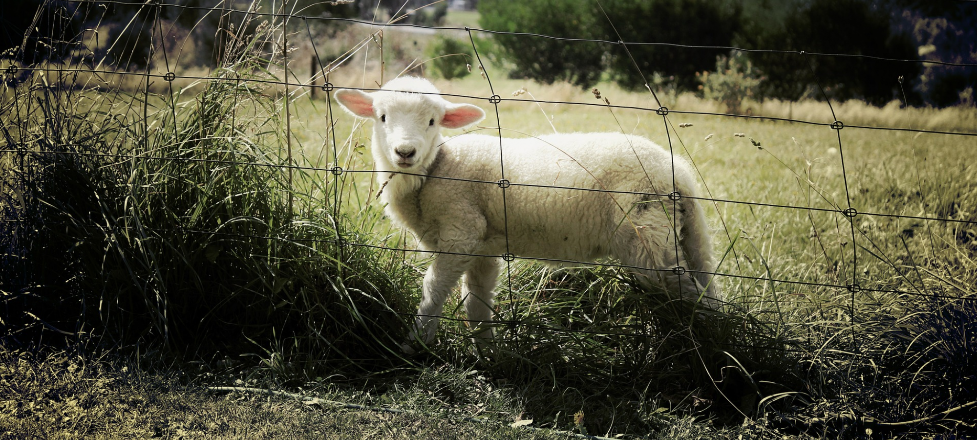 lamb-451982-1920