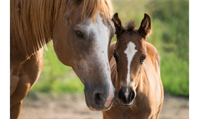 foal-3467629-1920